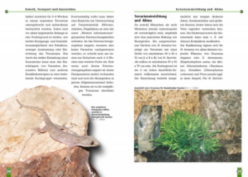 Preview: Hausgeckos
